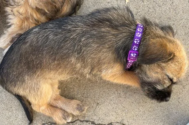 Snickerdoodle thumbnail 5