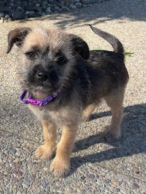 A baby small-sized female Terrier dog named Snickerdoodle for adoption in Redwood City, CA