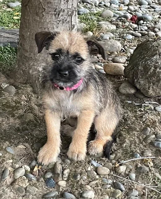 Snickerdoodle thumbnail 6