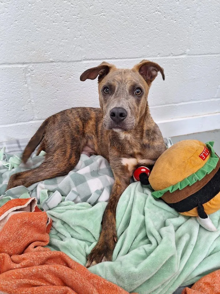 A baby medium-sized male Pit Bull Terrier dog named Basco for adoption in Noble, OK