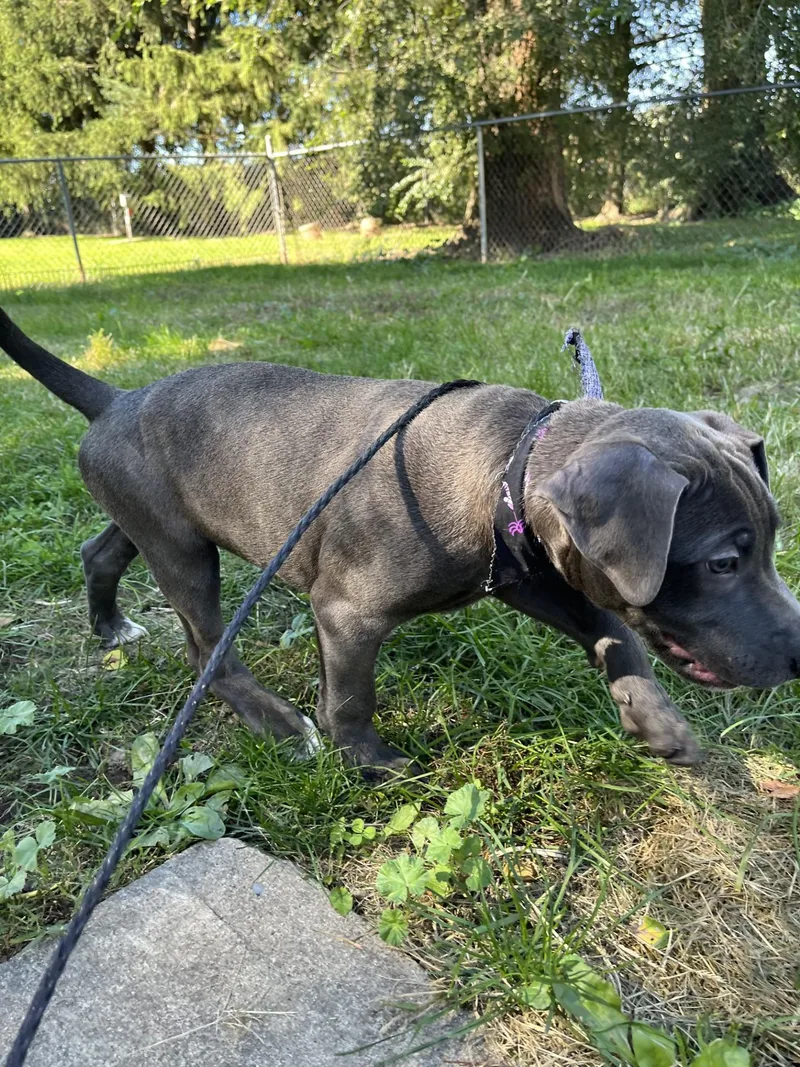 A young medium-sized male Gray / Blue / Silver Labrador Retriever dog named Zuchinni for adoption in Upper Sandusky, OH