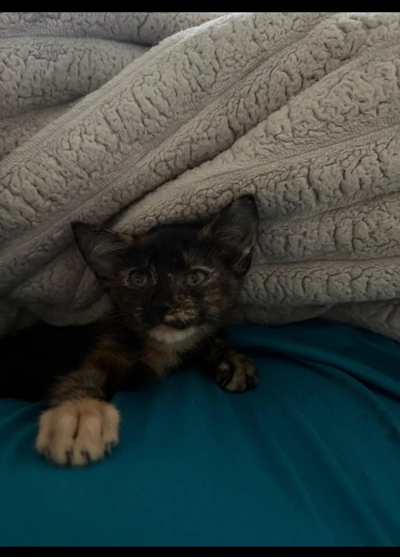 A baby small-sized female Tortoiseshell cat named Willa Jane for adoption in Paulina, LA