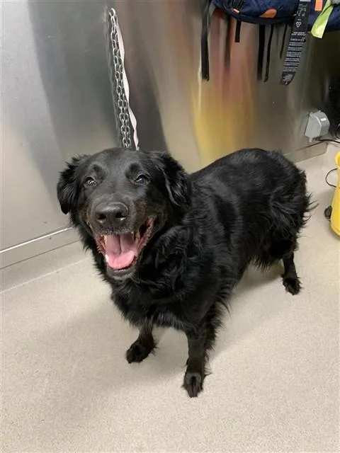 An adult large-sized female Flat-Coated Retriever dog named Iris for adoption in Fairbanks, AK