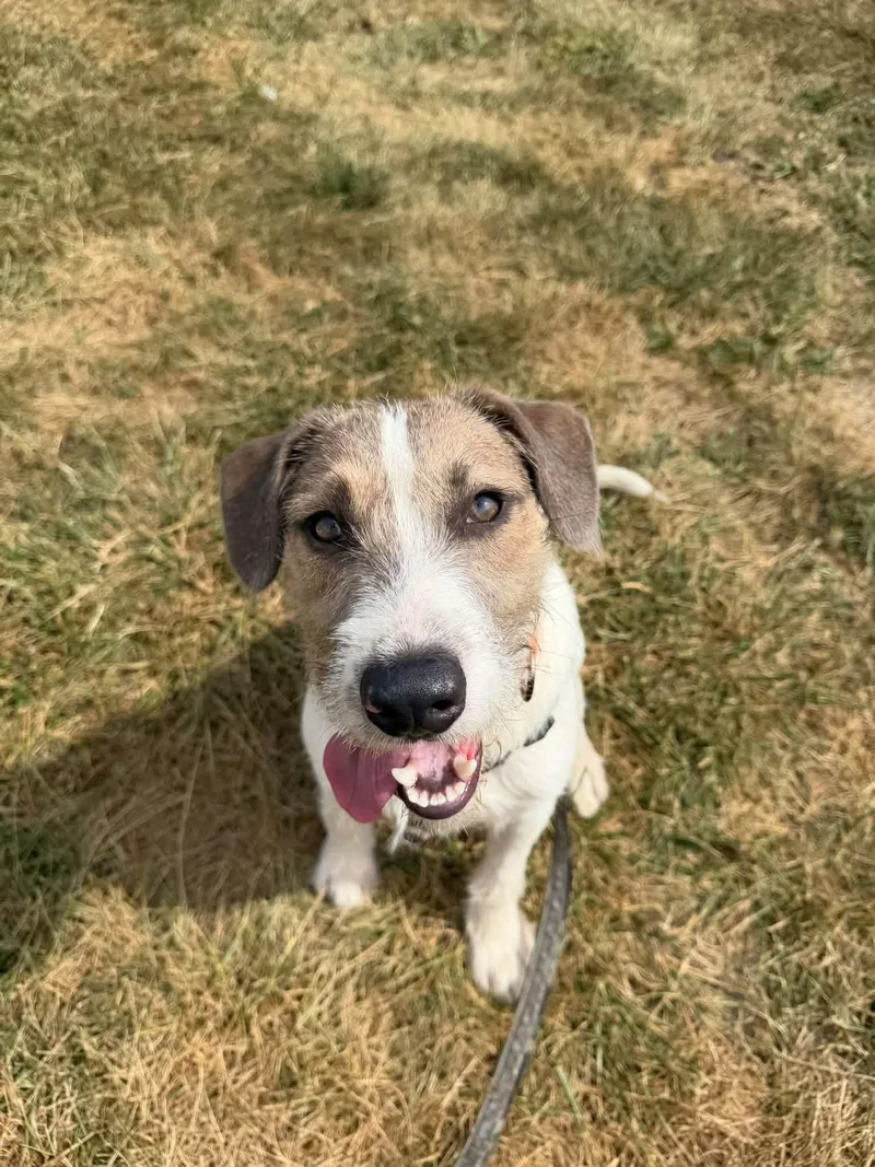 A young medium-sized male Terrier dog named Jax for adoption in Columbia, MO