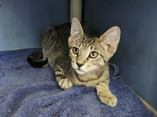 A baby small-sized male Domestic Short Hair cat named Adam for adoption in Martinez, CA