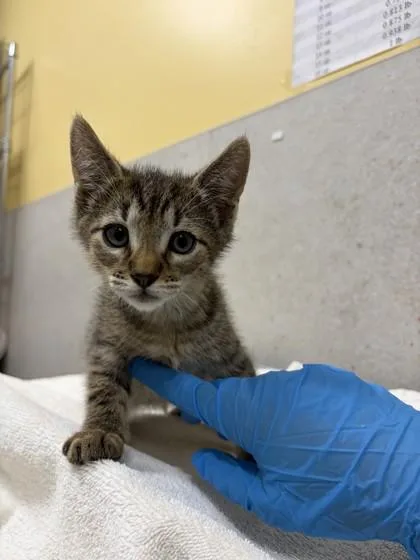 A baby small-sized male Domestic Short Hair cat named Lucky for adoption in Honolulu, HI