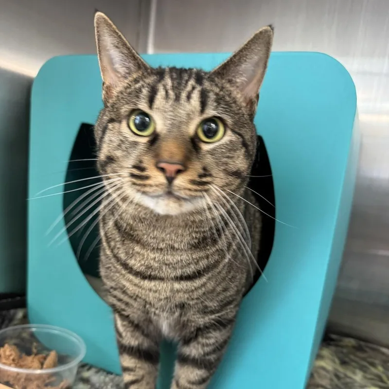 An adult large-sized male Brown / Chocolate Domestic Short Hair cat named Leo for adoption in Baltimore, MD