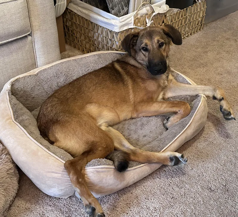 A young medium-sized male German Shepherd Dog dog named Jonah for adoption in Lexington, KY