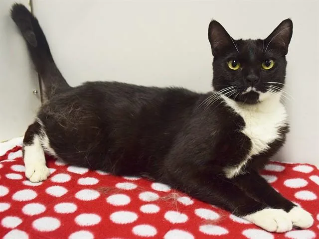 A young small-sized female Domestic Short Hair cat named Inky for adoption in Sacramento, CA