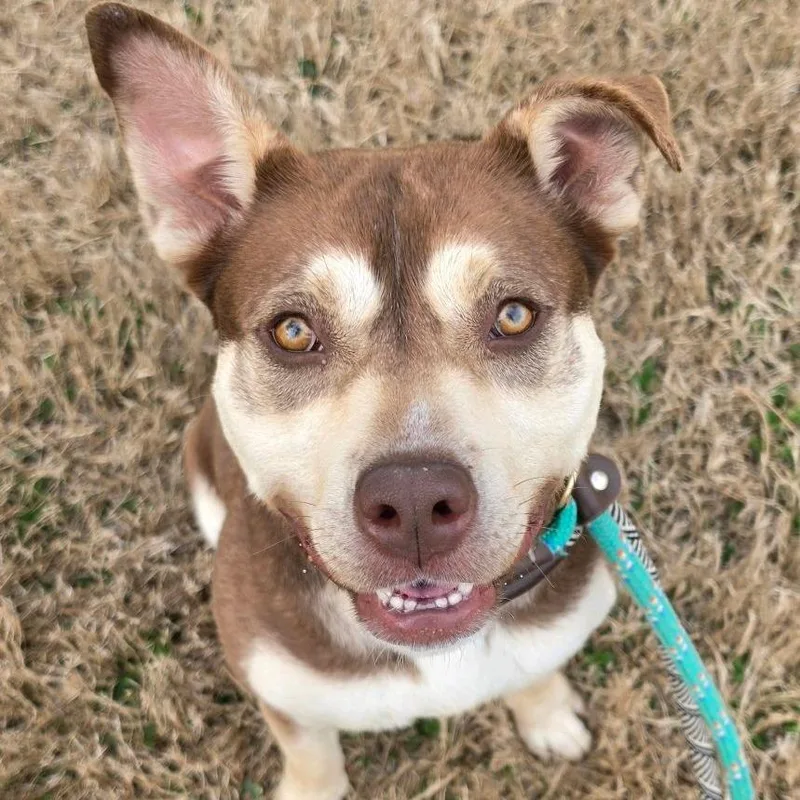 An adult medium-sized female Brown / Chocolate Terrier dog named Sadie Bear for adoption in St. Louis, MO