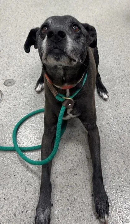 A senior medium-sized female Labrador Retriever dog named Pixie for adoption in Fishers, IN