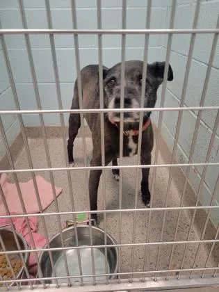 Pixie thumbnail 2