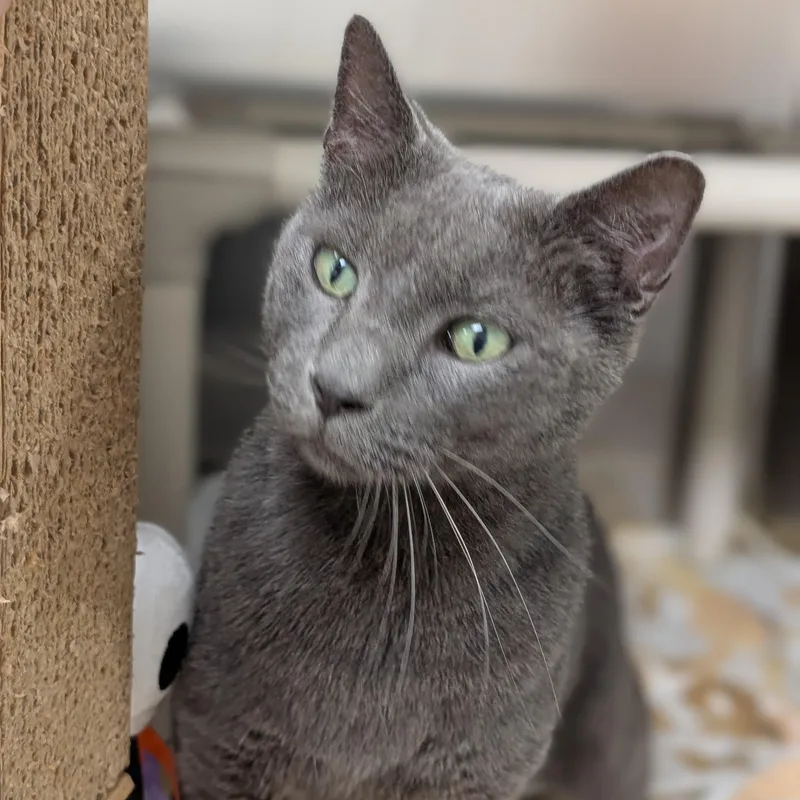 An adult medium-sized male Domestic Long Hair cat named Earl for adoption in St. Augustine, FL