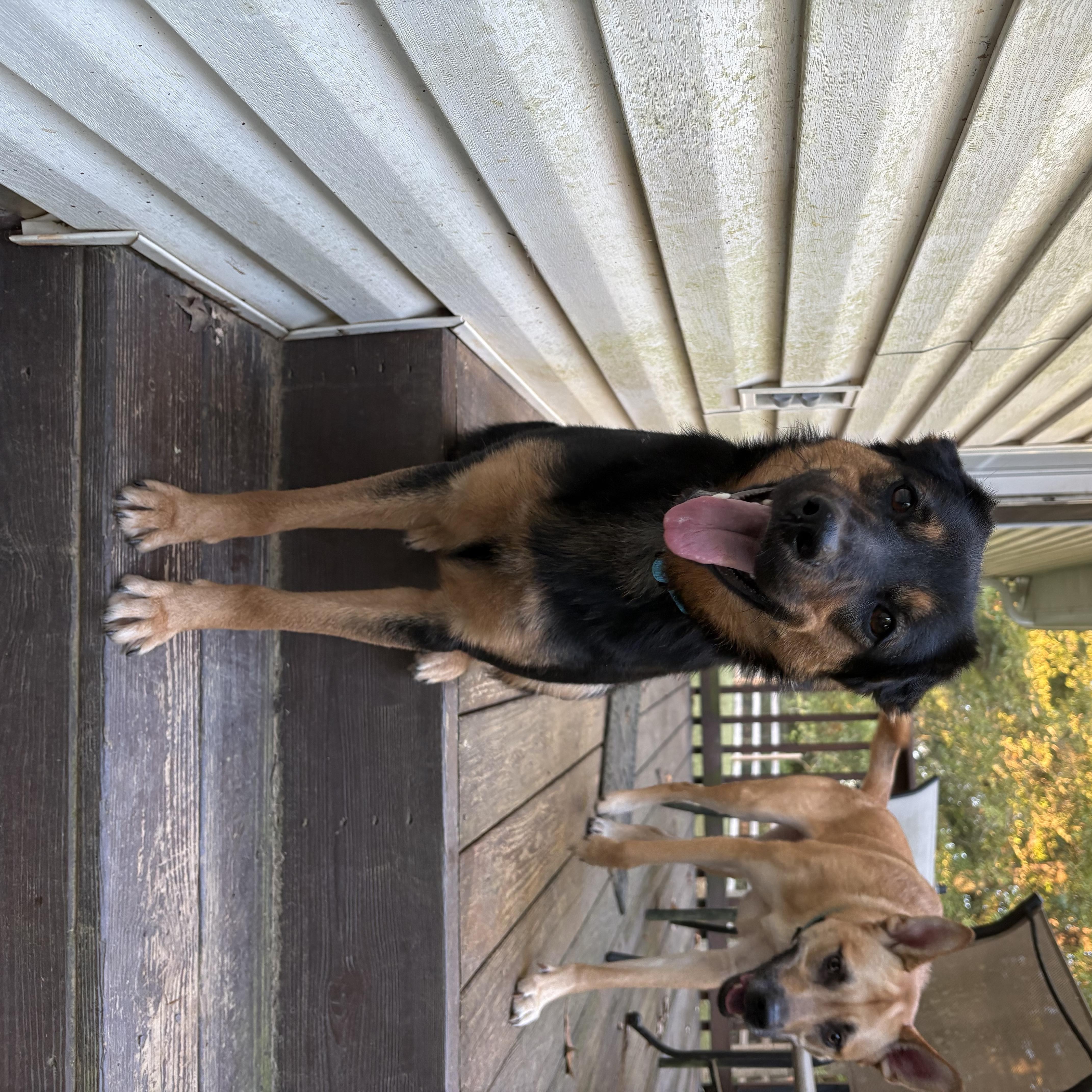 A baby medium-sized female Black Shepherd dog named Etta for adoption in Rock Hill, SC