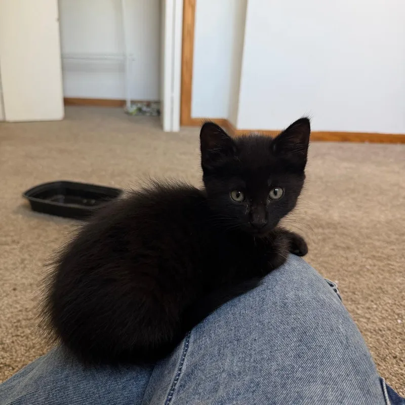 A baby small-sized male Black Domestic Short Hair cat named Bot Jovie C for adoption in Princeton, MN