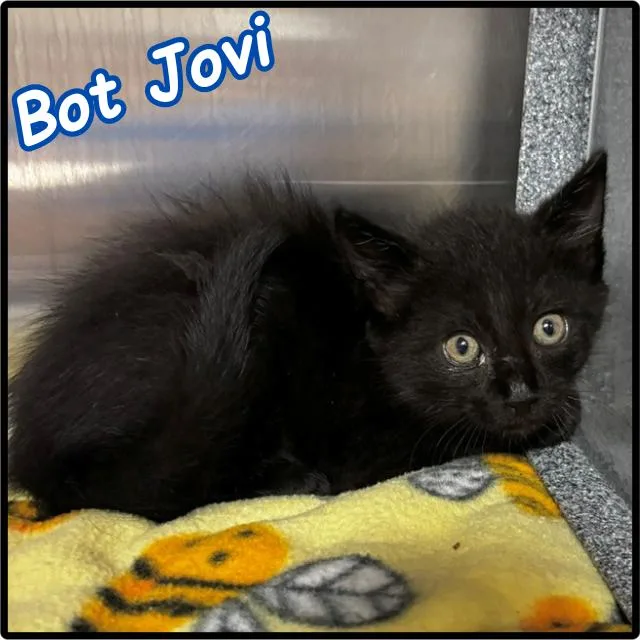 Bot Jovie C thumbnail 5