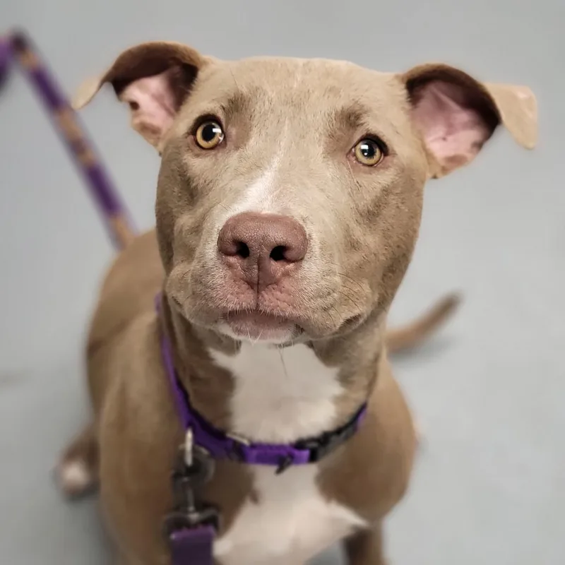 A young medium-sized female Gray / Blue / Silver Mixed Breed dog named Evangeline for adoption in Sarasota, FL