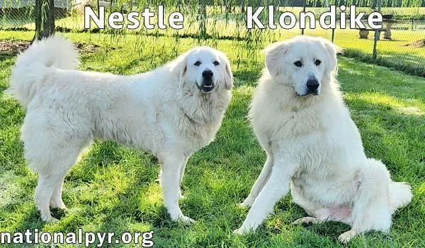 An adult extra large-sized female Great Pyrenees dog named Nestle & Klondike in for adoption in Beacon, NY