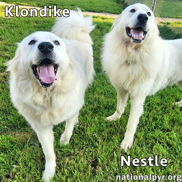 Nestle & Klondike in thumbnail 2