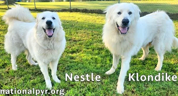 Nestle & Klondike in thumbnail 3
