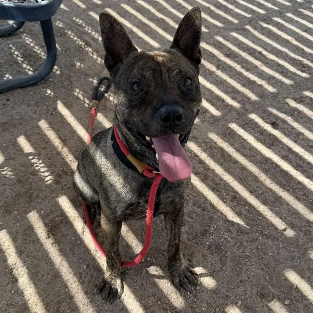 A young medium-sized male Pit Bull Terrier dog named Ed for adoption in Thousand Palms, CA