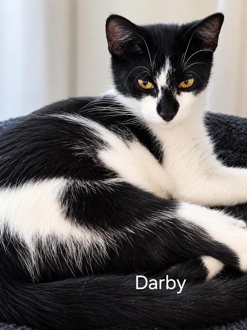 A baby medium-sized male Black & White / Tuxedo Domestic Short Hair cat named Darby for adoption in Oviedo, FL