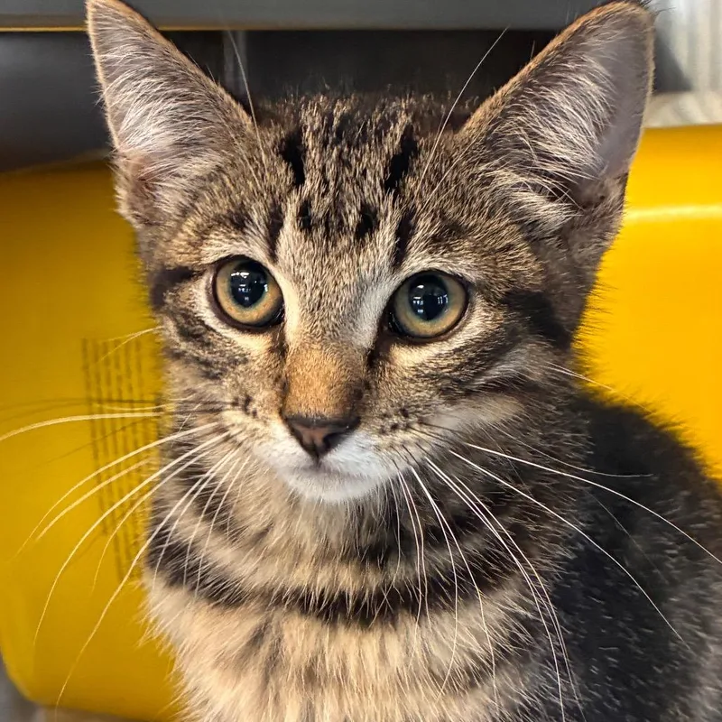 A baby small-sized male Brown / Chocolate Domestic Short Hair cat named Gandalf for adoption in Manhattan, KS