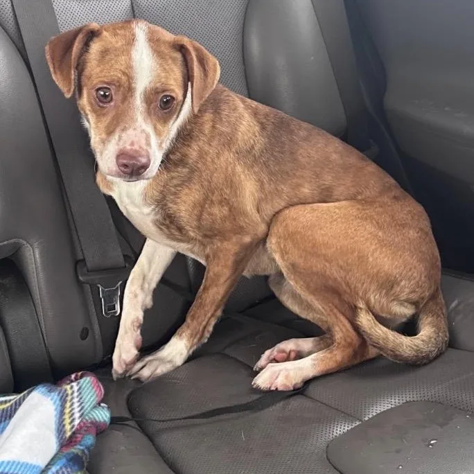 Venus Local thumbnail 2