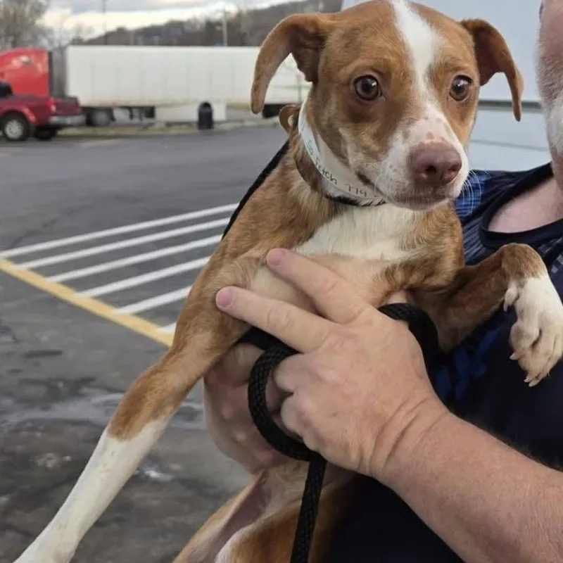 Venus Local thumbnail 3