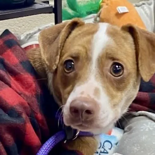 Venus Local thumbnail 4