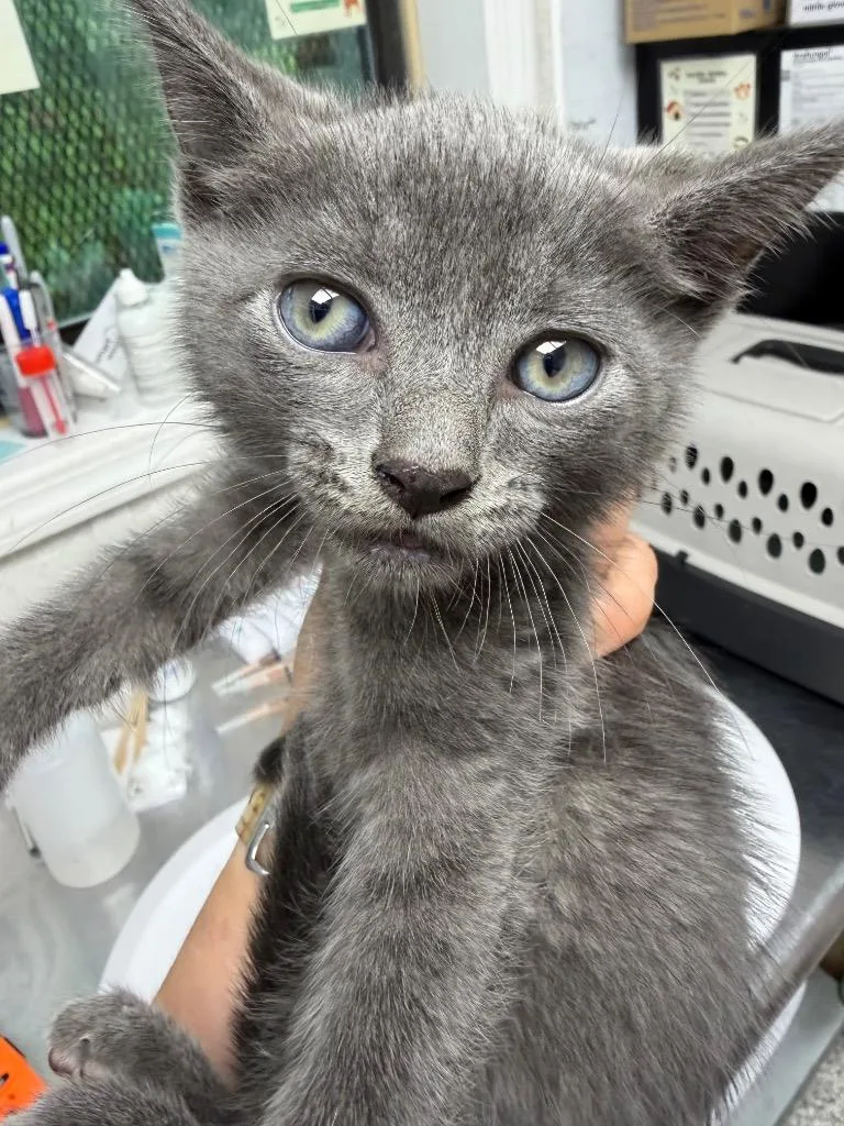A baby medium-sized male Domestic Short Hair cat named Dino for adoption in Pomona, NY