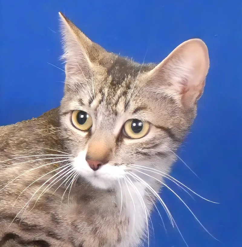 A young small-sized female Domestic Short Hair cat named Pippi for adoption in Pasadena, CA