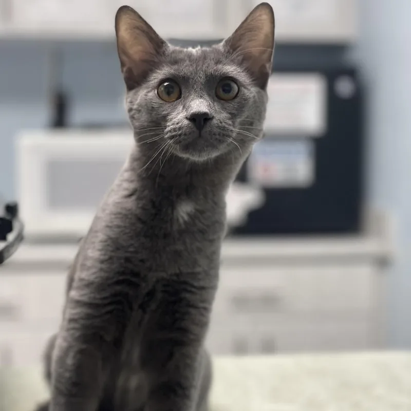 A young medium-sized female Domestic Short Hair cat named Lady Fluffinot for adoption in Riverside, CA