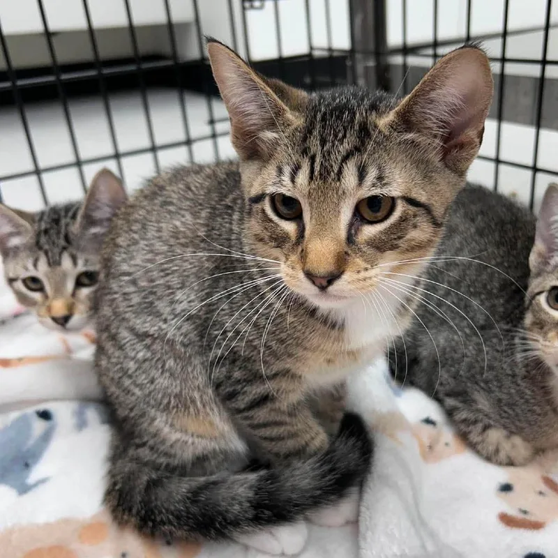 A baby small-sized male Brown / Chocolate Domestic Short Hair cat named Parker for adoption in Bastrop, TX