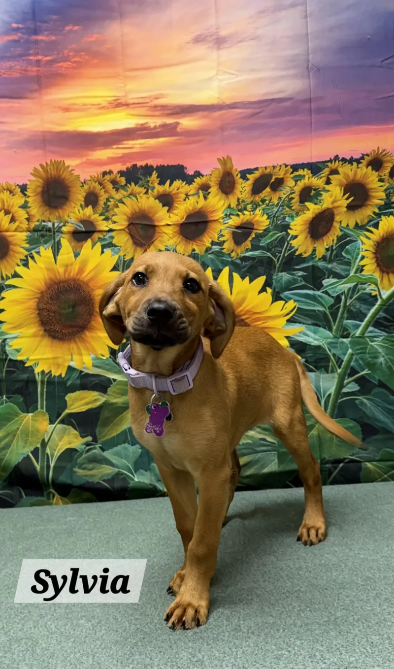 A baby medium-sized female Yellow / Tan / Blond / Fawn Australian Cattle Dog / Blue Heeler dog named Sylvia for adoption in Urbana, OH
