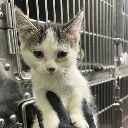 A baby small-sized female Domestic Short Hair cat named Americano for adoption in Murray, UT