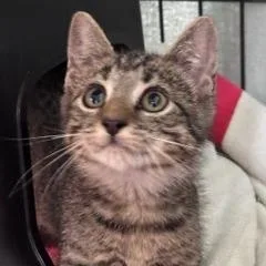 A baby medium-sized male Tabby (Gray / Blue / Silver) Domestic Short Hair cat named Radar for adoption in Nantucket, MA