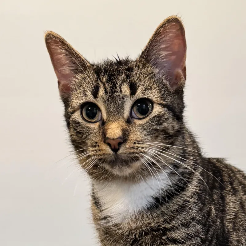 Sam Laporta thumbnail 2