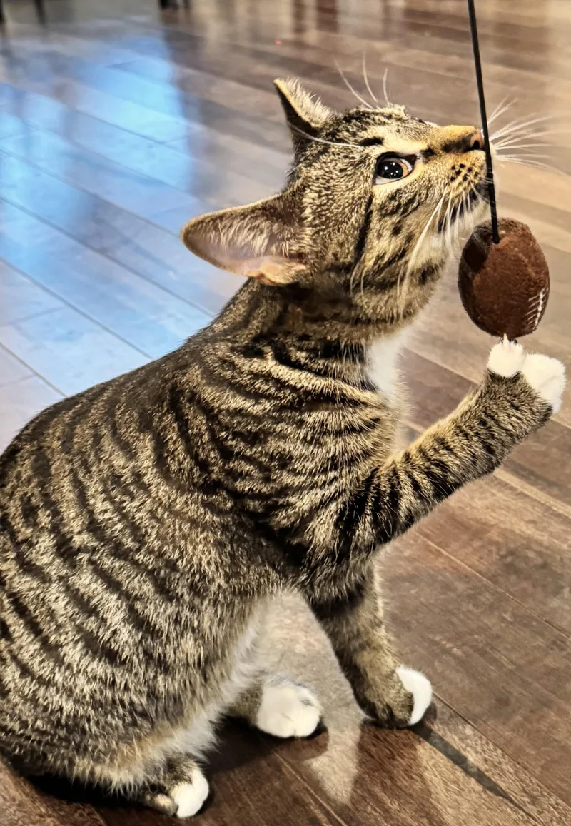 Sam Laporta thumbnail 3