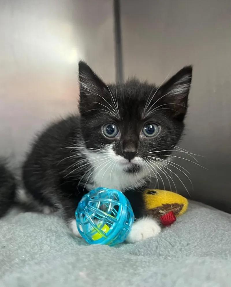 A baby small-sized female Domestic Medium Hair cat named Unique for adoption in Murray, KY