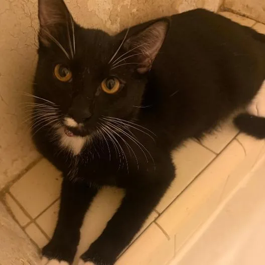 A young small-sized female Black & White / Tuxedo Domestic Short Hair cat named Rain for adoption in BEVERLY HILLS, CA