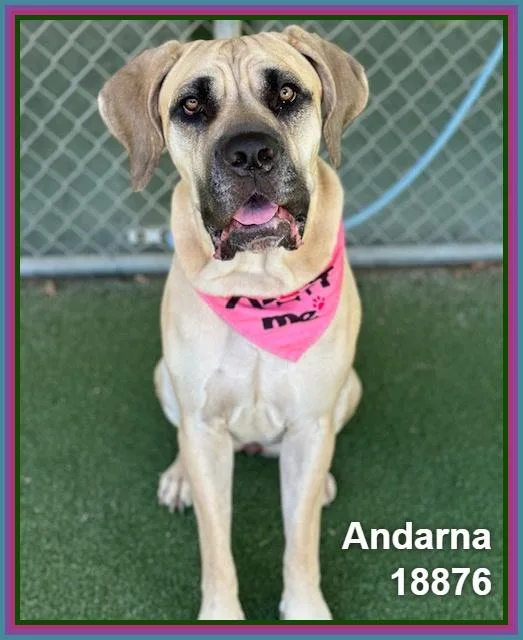 Andarna