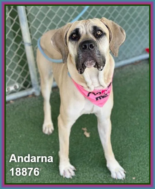 Andarna thumbnail 5