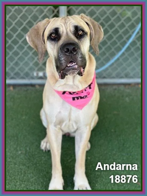 Andarna thumbnail 6