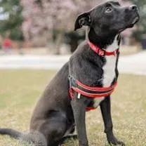 A young medium-sized male Black Labrador Retriever dog named Bagel for adoption in Northport, AL