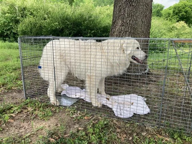 A young medium-sized male Great Pyrenees dog named Bobo for adoption in Dallas, TX
