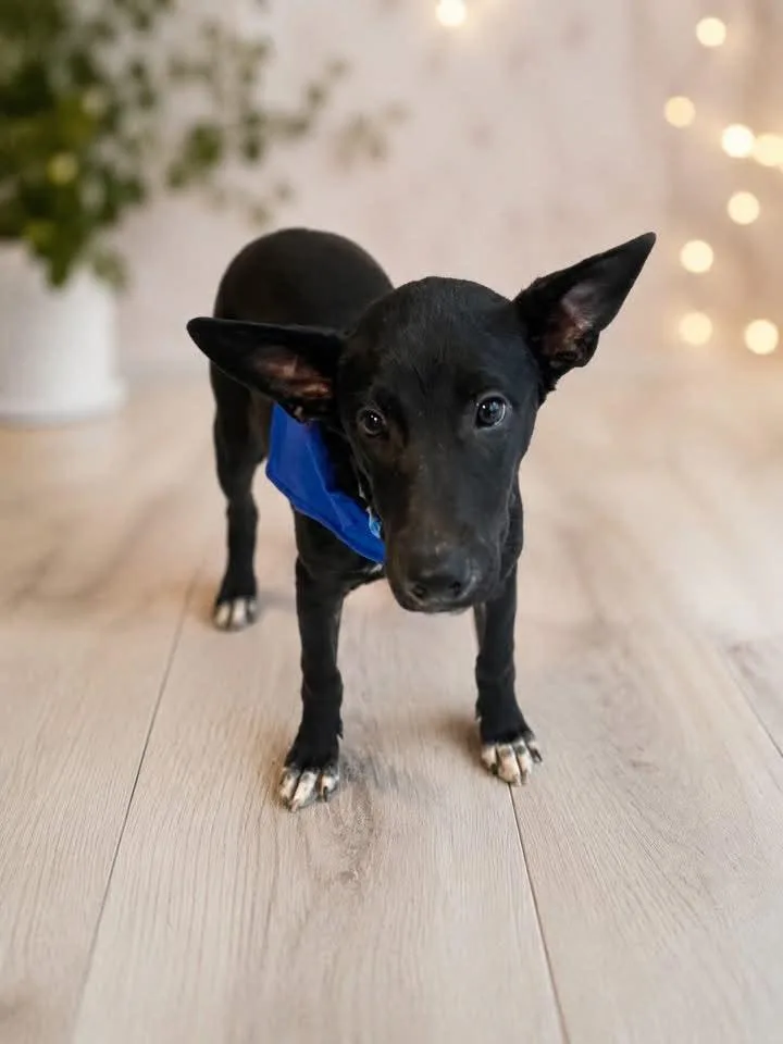 A baby medium-sized male Labrador Retriever dog named Marin for adoption in Sanford, FL