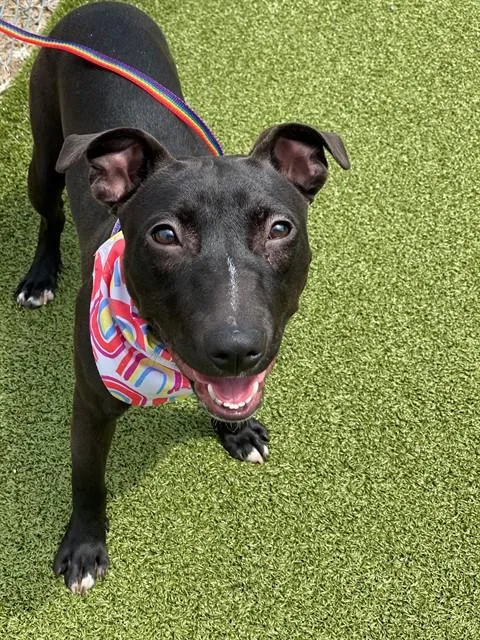 A young small-sized female Pit Bull Terrier dog named Dolly for adoption in Fayetteville, NC