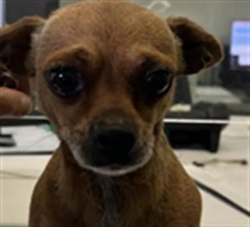 An adult small-sized male Chihuahua dog named Tato for adoption in Los Angeles, CA