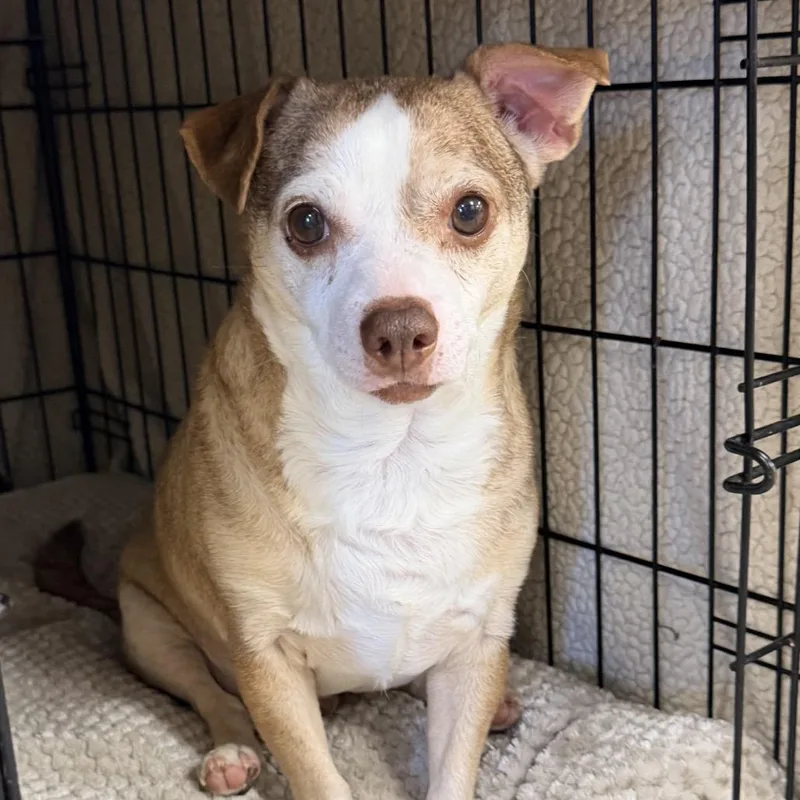 A senior small-sized male Yellow / Tan / Blond / Fawn Chihuahua dog named Fred for adoption in La Grange, KY